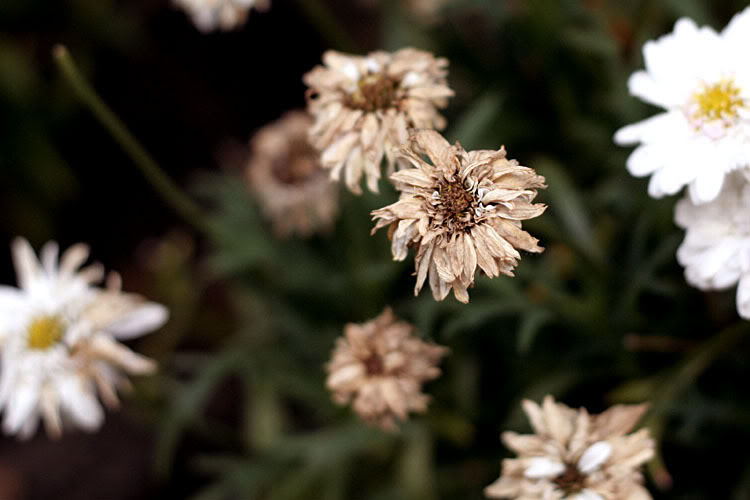 _MG_2288s.jpg