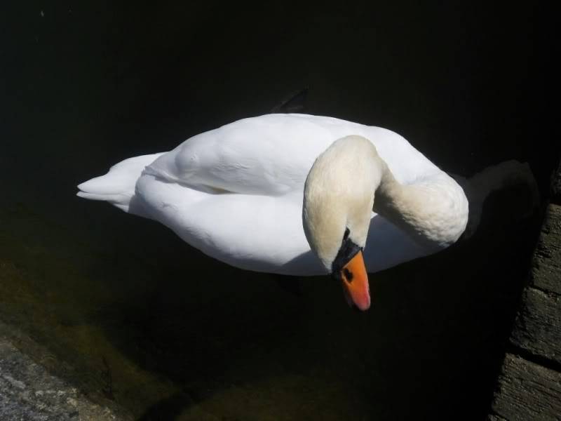 DSCN5151.jpg