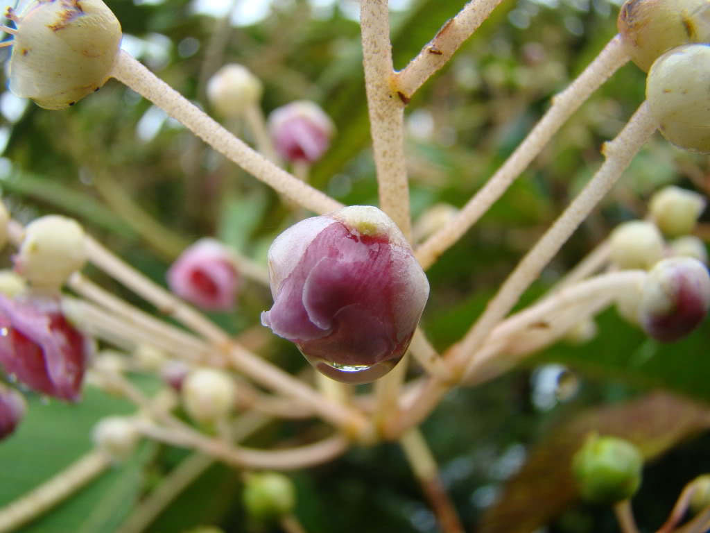 DSC09497.jpg