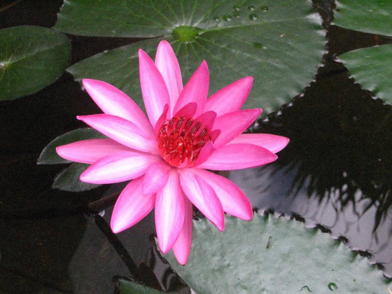 Water_lily_boholtropics.jpg