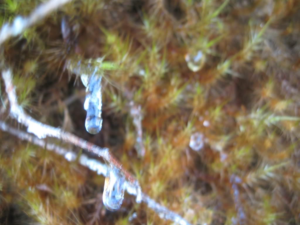 IMG_4316.jpg