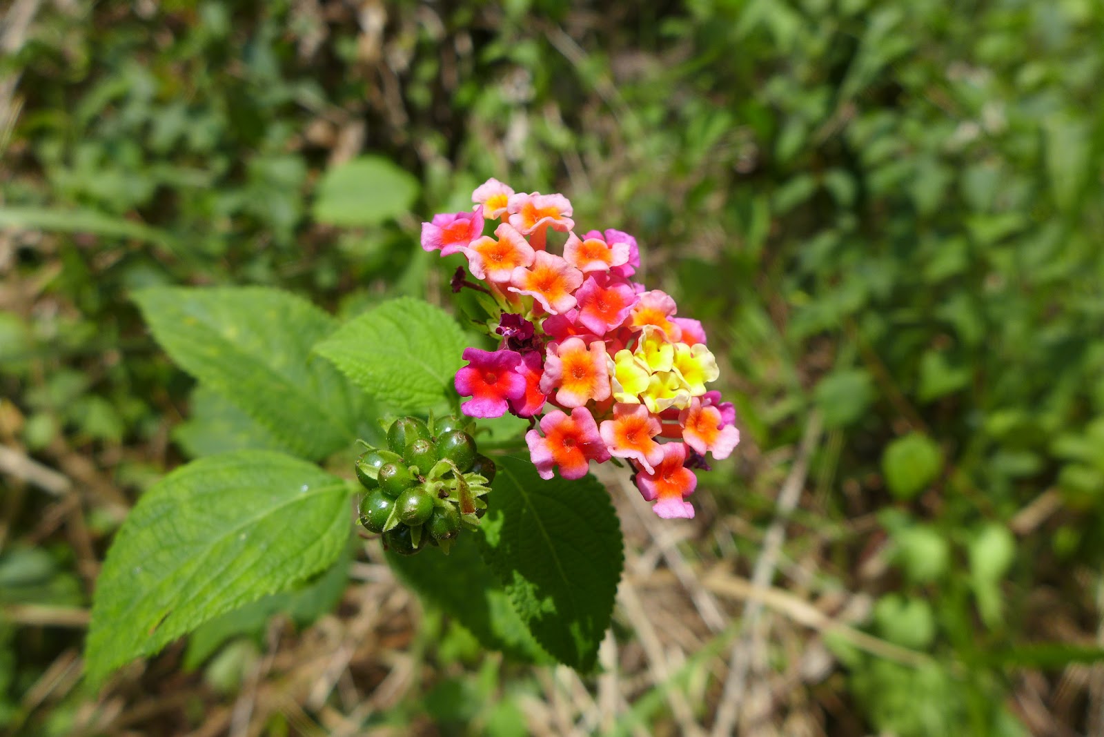 P1000657.JPG