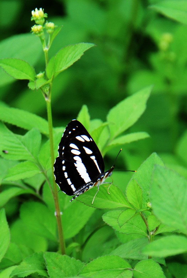 DSC_3249_647x960.jpg