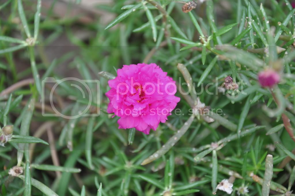 DSC_4978.jpg