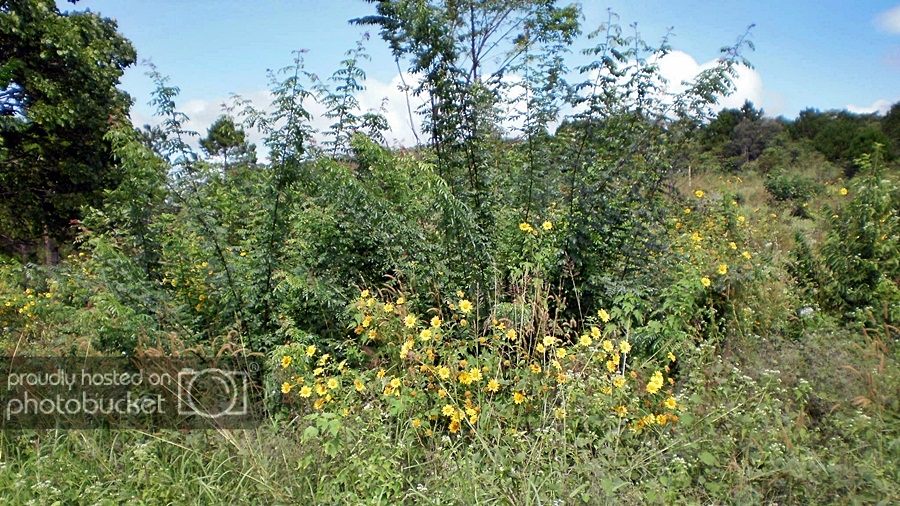 P1010204_zpsb8316516.jpg