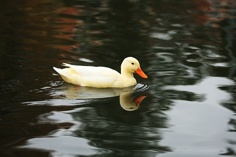 4007032659_059a57be39_o.jpg
