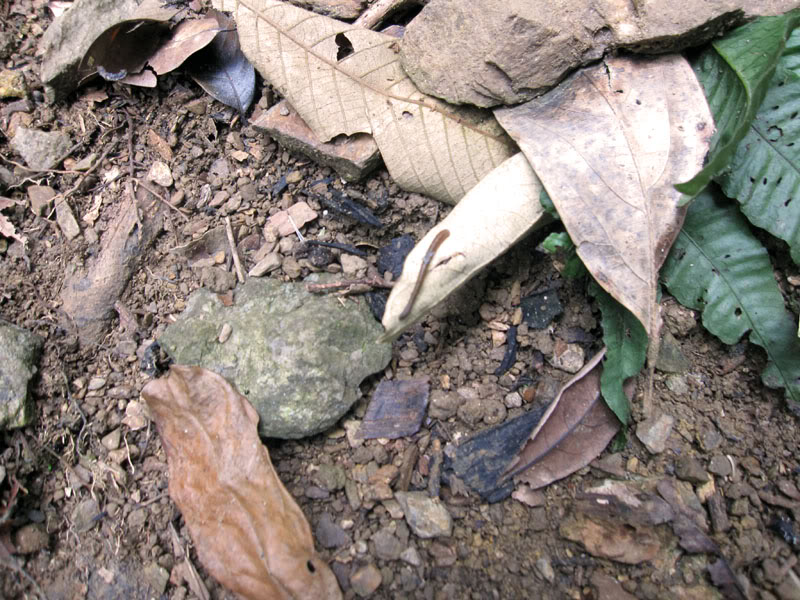 Xuanson2009278.jpg
