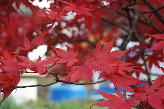 16101417301_501c5fc369_z.jpg