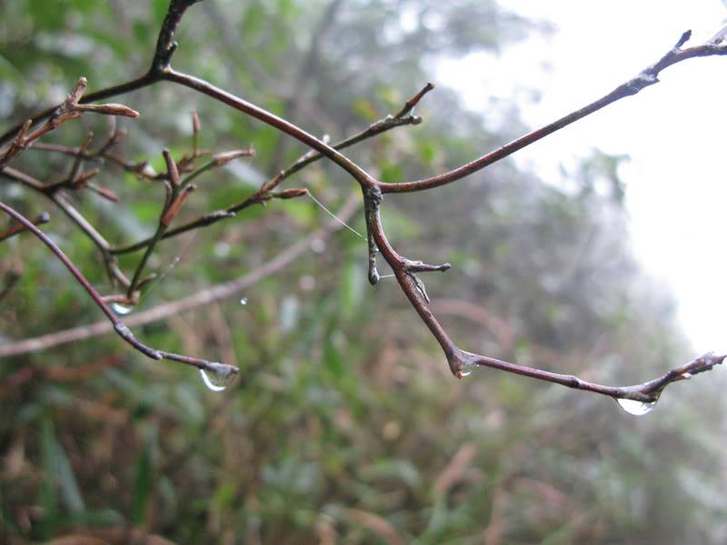 suong_2800.jpg