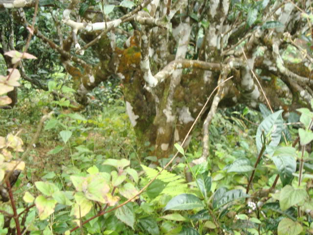 DSC06510.jpg