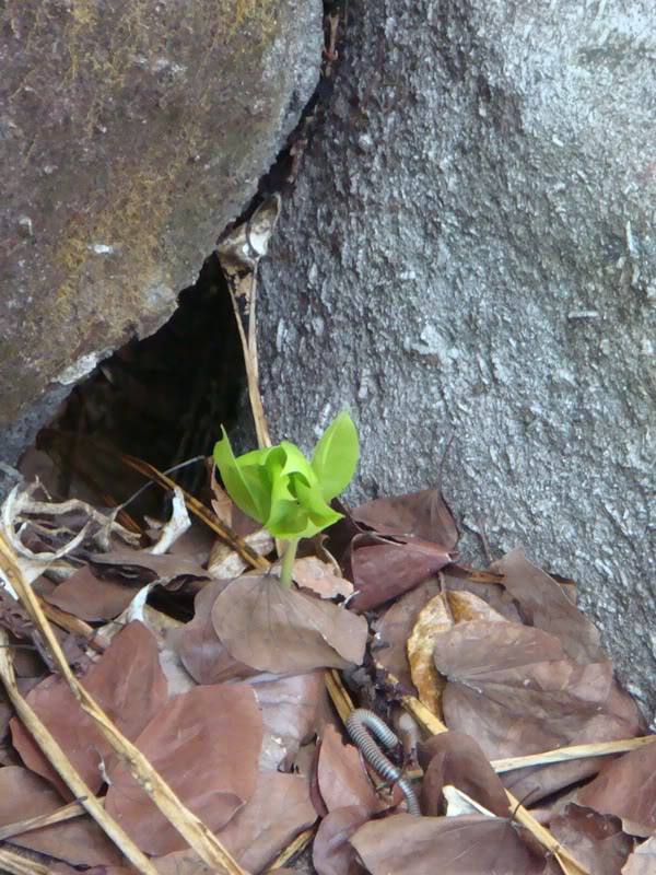 DSC00487.jpg