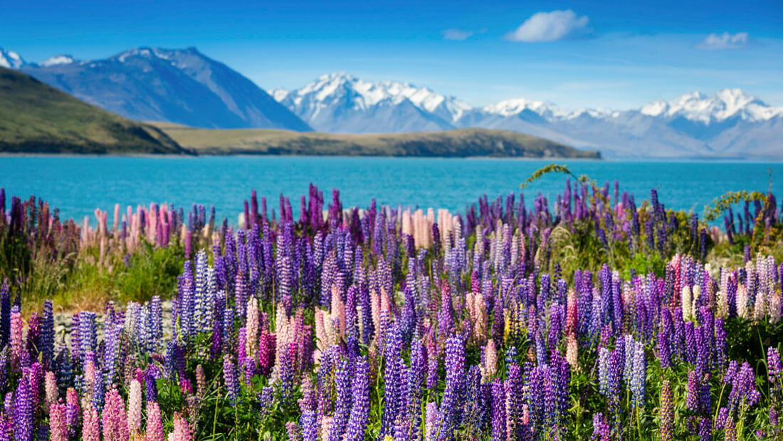 nzh_01