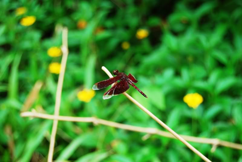 DSC_0150.jpg