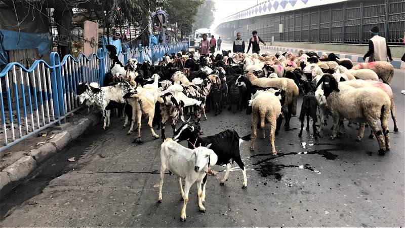 Bất ngờ đàn dê giữa phố thị Kolkata !
