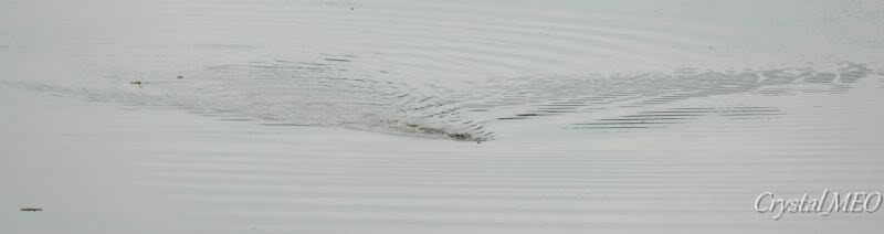 DSC_0374.jpg