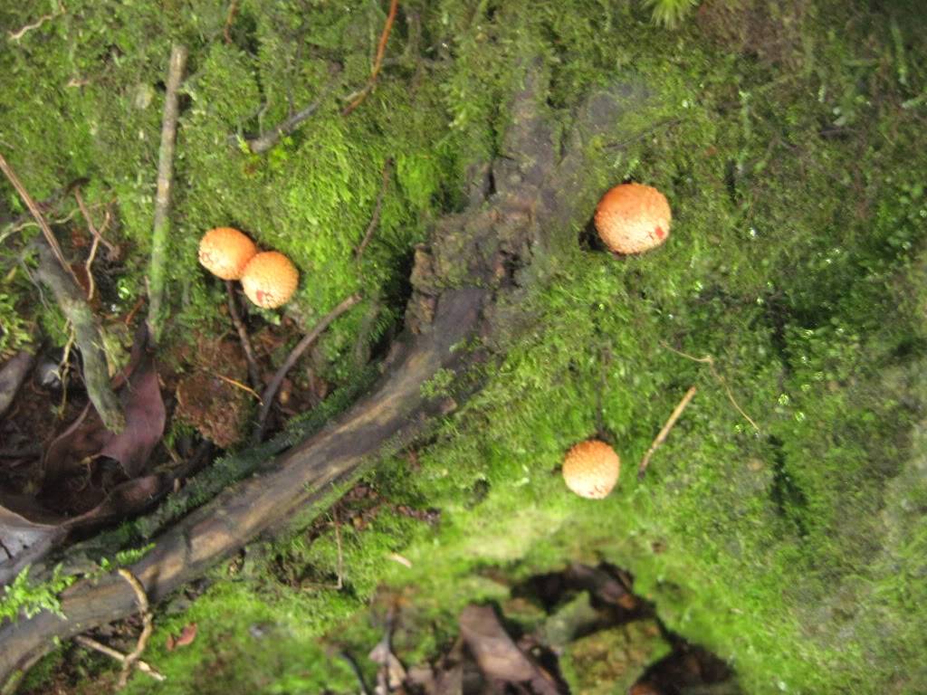 IMG_4236.jpg