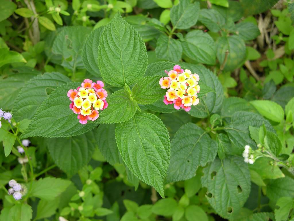 DSCN0203.jpg