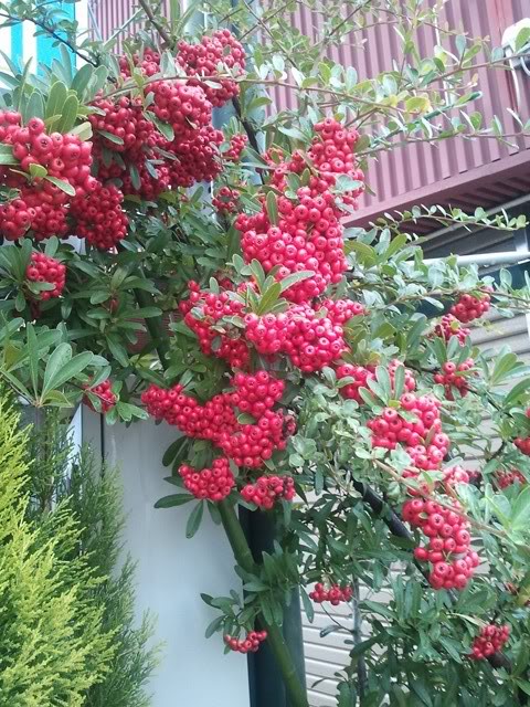 2011-10-30160004.jpg