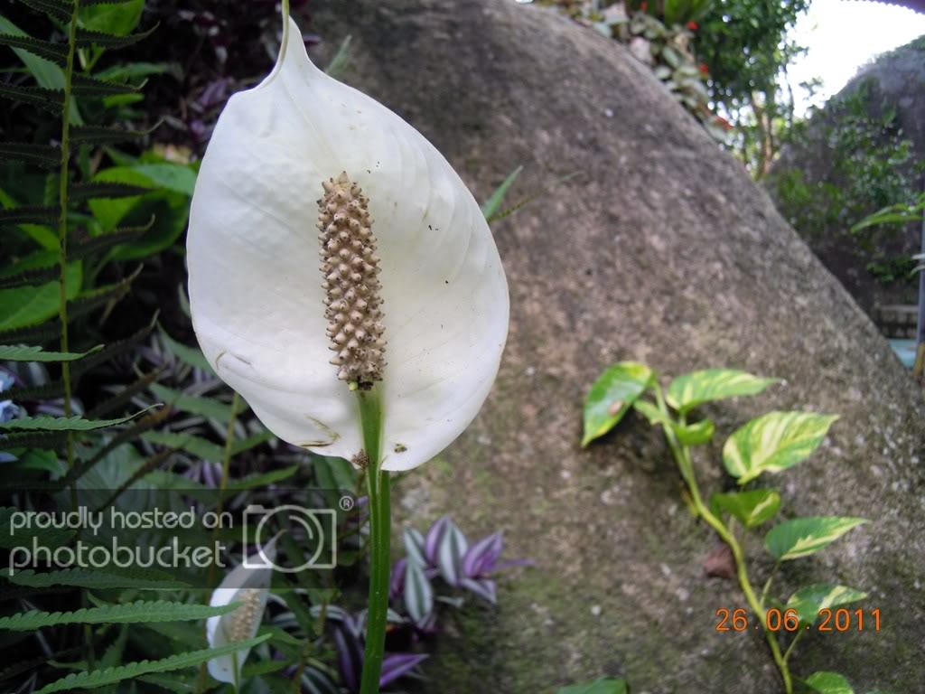Picture127.jpg