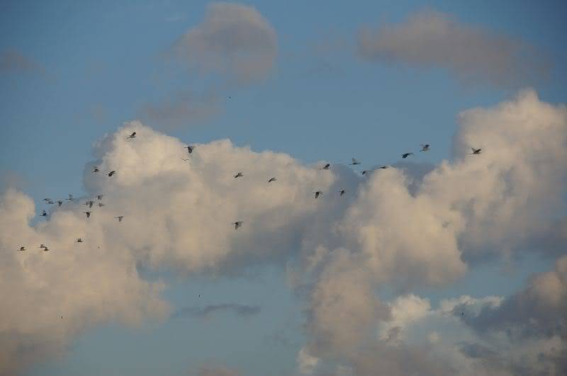 DSC00710.jpg