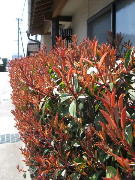 IMG_1104_resize.jpg