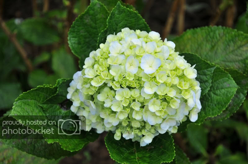 DSC_3545.jpg