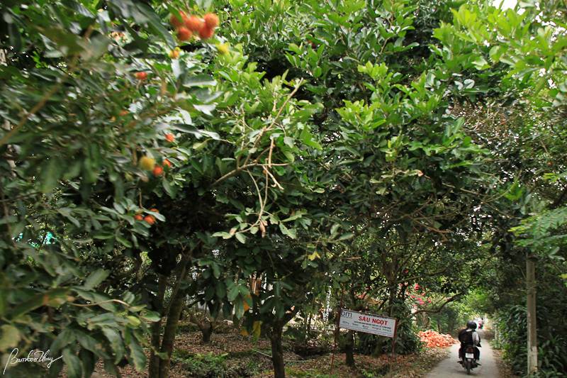 BenTre-7252.jpg