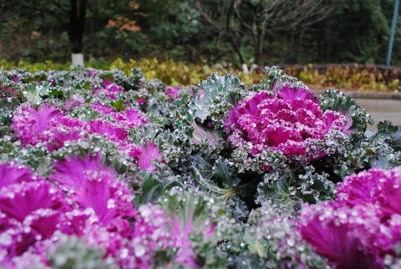 DSC_0276.jpg