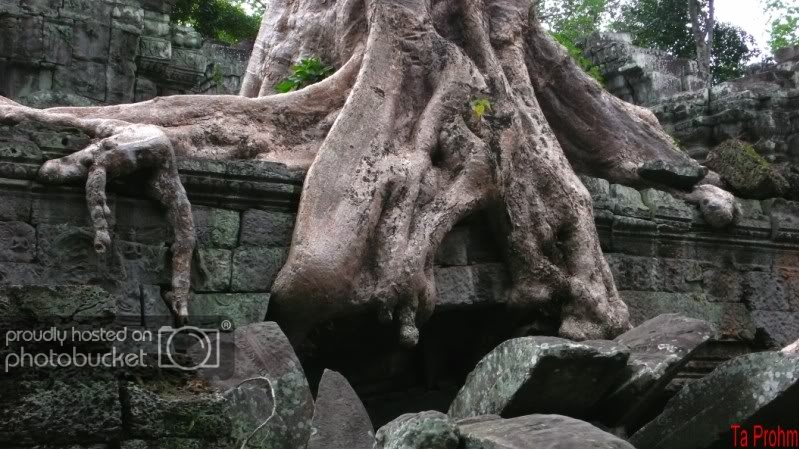 Taprohmgoccay800x600.jpg