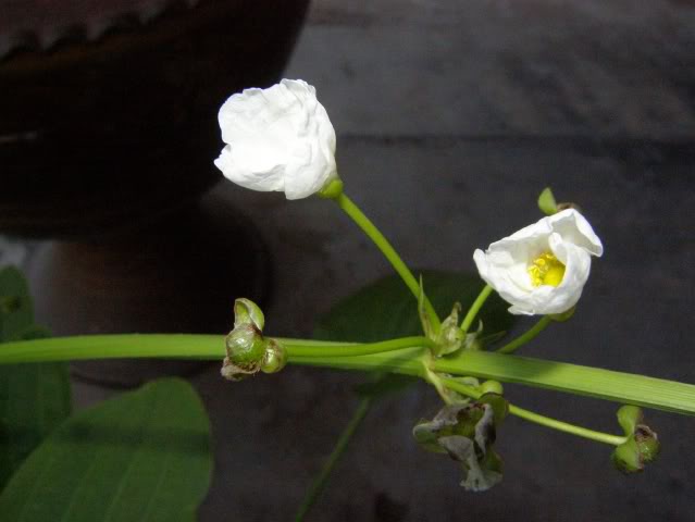 P7120432.jpg