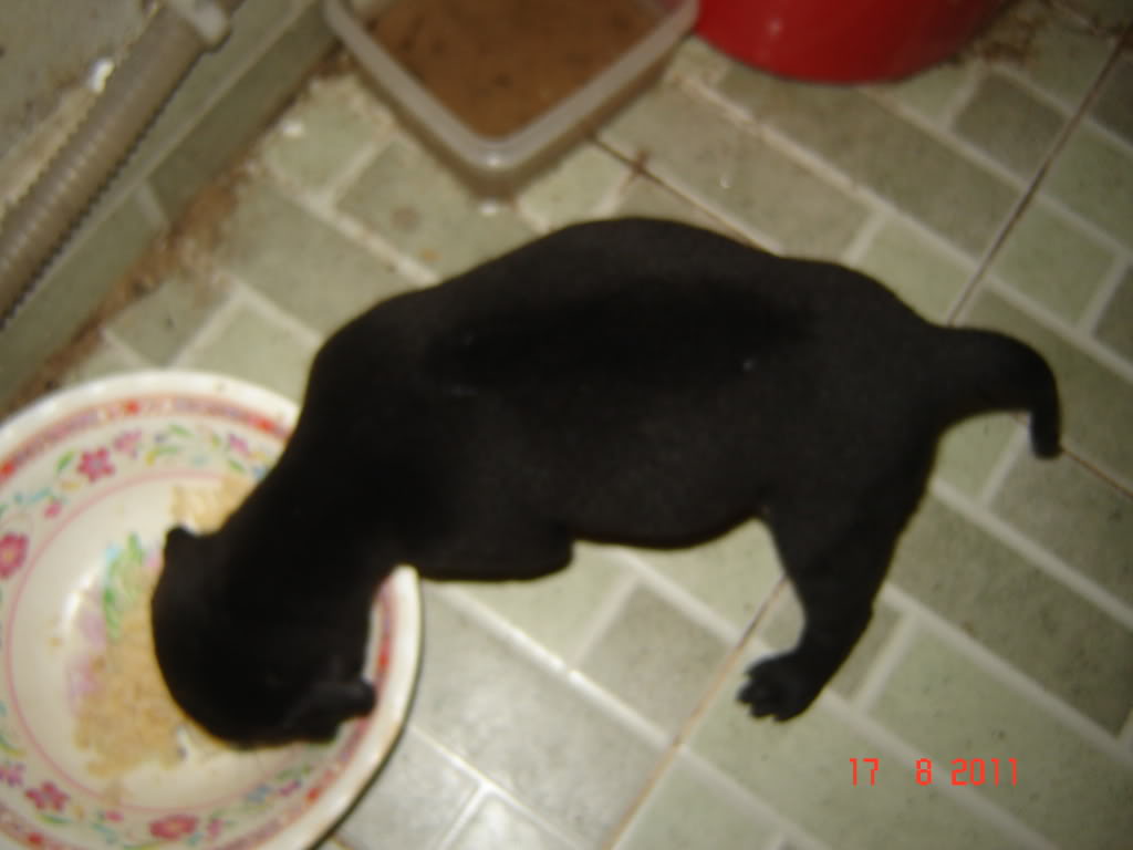 dualeo02.jpg