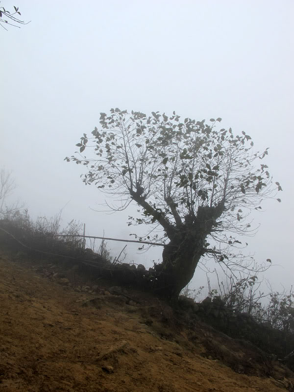 HongNgai2011556.jpg