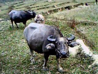 IMG0040A.jpg