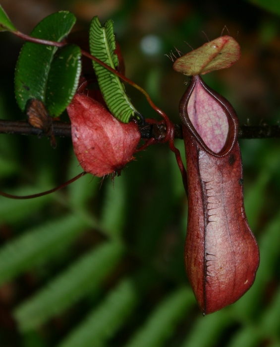 IMG_0814%20rednepenthe.jpg