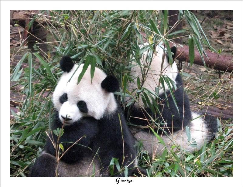 R-panda1.jpg