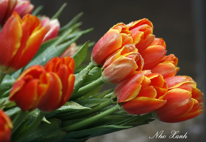 tulip-09.jpg