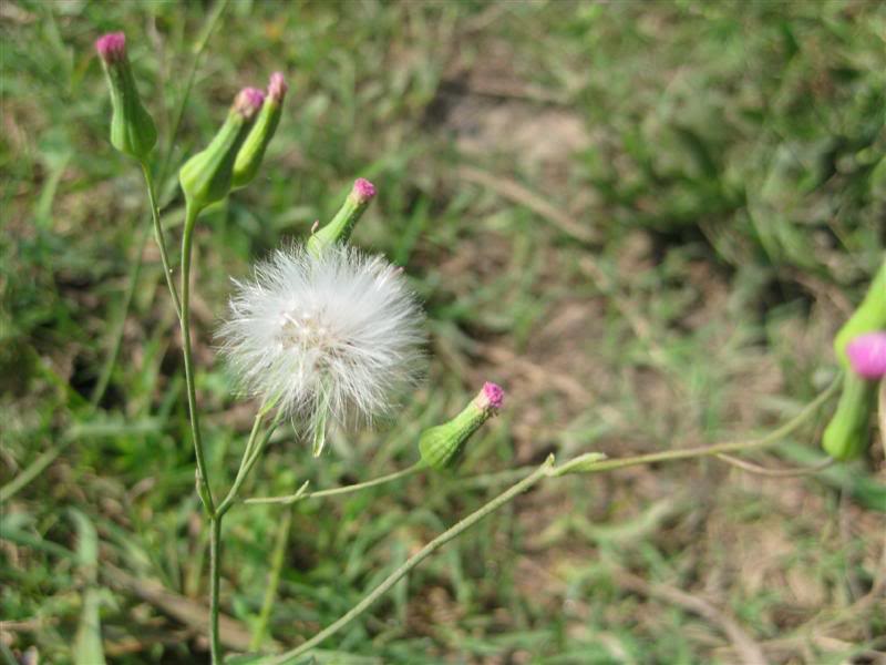 IMG_2760Medium.jpg