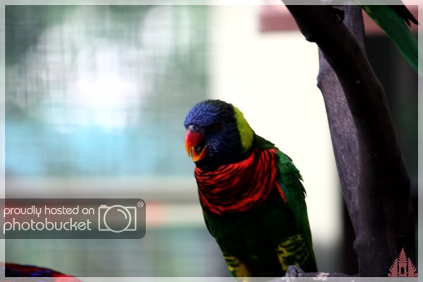 birdpark43.jpg