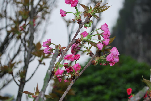 DSC_1851.JPG