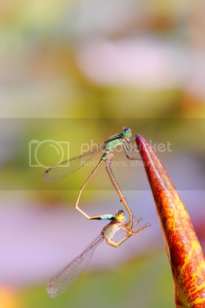 DSC_3685.jpg