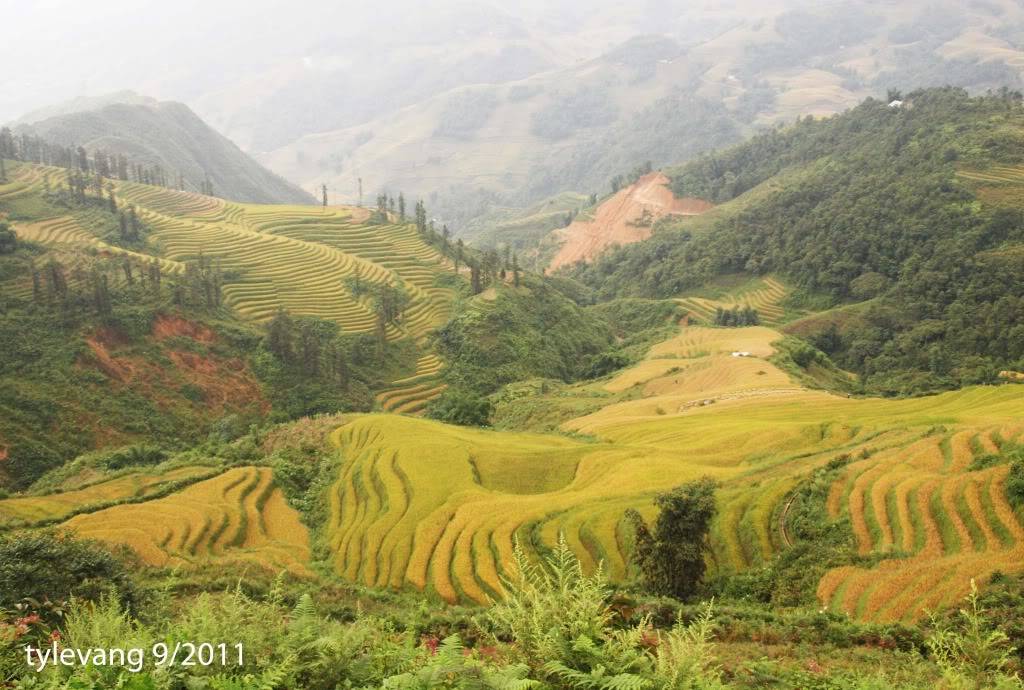 sapa72.jpg