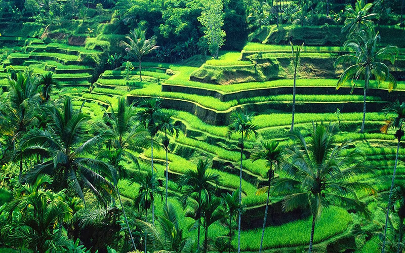 Tegalalang-Ubud.jpg