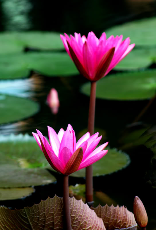tn_DSC_3948.jpg