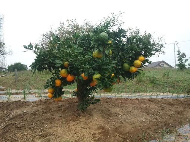 2011-11-06132533.jpg