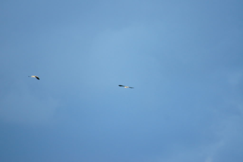 DSC05162.jpg