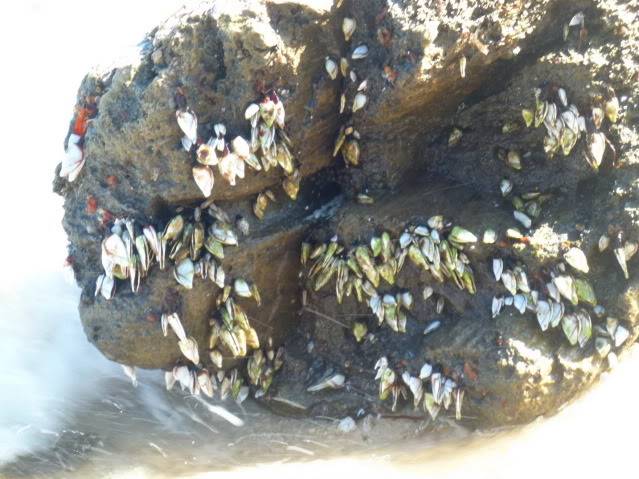 P1040606_resize.jpg