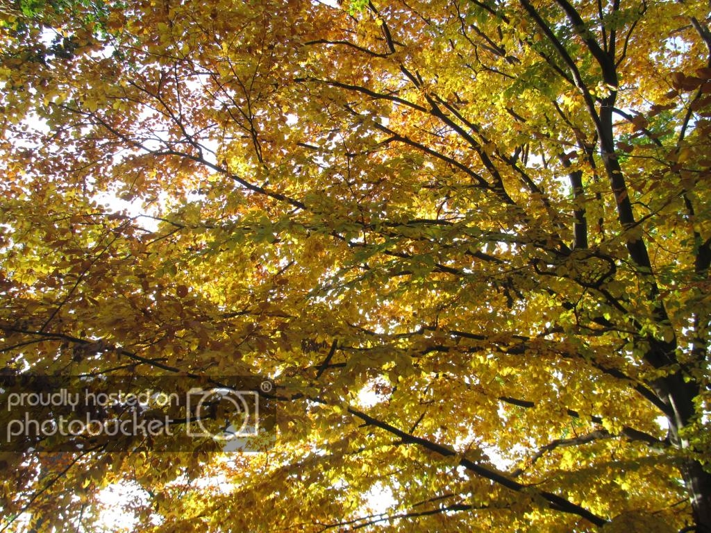 IMG_9763_zps345c6a3e.jpg