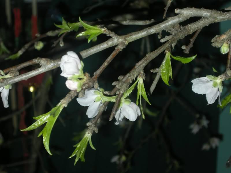 Daorung800x600.jpg