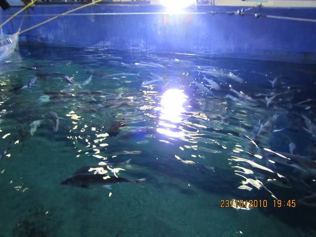 Picture080.jpg