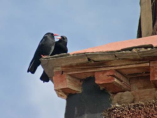 chough2.jpg